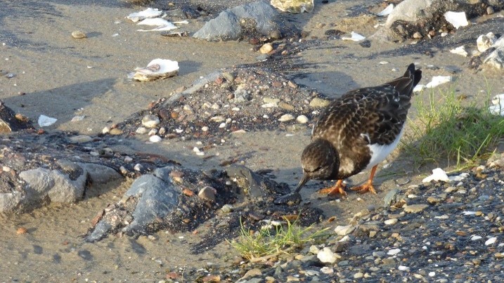 Steenloper (Zeeland). Foto van Martijn Budding.